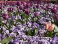 0929-1624 Floriade (1050019)